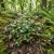 Wintergreen Creeping Non GMO Seeds - Gaultheria Procumbens 2