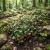 Wintergreen Creeping Non GMO Seeds - Gaultheria Procumbens