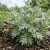 Wormwood Non GMO Seeds - Artemisia Absinthium 2