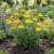 Yarrow Gold Non GMO Seeds - Achillea Filipendulina