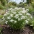 Yarrow Pearl Non GMO Seeds - Achillea Ptarmica