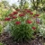 Yarrow Red Non GMO Seeds - Achillea Millefolium Rubrum