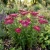 Yarrow Rose Non GMO Seeds - Achillea Millefolium