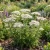 Yarrow White Non GMO Seeds - Achillea Millefolium