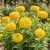 Zinnia Canary Bird Seeds - Zinnia Elegans