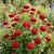 Zinnia Cherry Queen Seeds - Zinnia Elegans