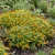 Zinnia Creeping Seeds - Sanvitalia Procumbens