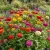 Zinnia Dahlia Mix Seeds - Zinnia Elegans