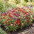 Zinnia Lilliput Mix Seeds - Zinnia Elegans