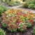 Zinnia Thumbelina Dwarf Mix Seeds - Zinnia Elegans