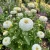 Zinnia White Polar Bear Seeds - Zinnia Elegans