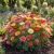 California Poppy Ballerina Mix Seeds - Eschscholzia Californica