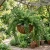 Asparagus Ming Fern Seeds - Asparagus Myriocladus p2