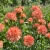 Carnation Chabaud Orange Sherbet Seeds - Dianthus Caryophyllus