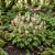 Foamflower Seeds - Tiarella Wherryi