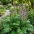 Bear's Breeches Seeds - Acanthus Mollis