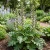 Bear's Breeches Seeds - Acanthus Mollis p2