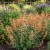 Agastache Apricot Sprite Seeds - Agastache Aurantiaca