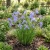 Iris Rocky Mountain Seeds - Iris Missouriensis