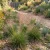 Love Grass Sand Seeds - Eragrostis Trichodes