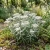 Pearly Everlasting Seeds -  Anaphalis Margaritacea
