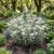 Pearly Everlasting Seeds -  Anaphalis Margaritacea 2