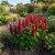 Lupine Russell Red Seeds - Lupinus Polyphyllus Russell