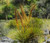 Speargrass Golden Seeds - Aciphylla Aurea