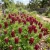 Maroon Bluebonnet Seeds - Lupinus Texensis 2