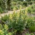 Monkshood Yellow Seeds - Aconitum Anthora