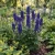 Monkshood Newry Blue Seeds - Aconitum Napellus