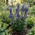 Monkshood Blue Seeds - Aconitum Napellus