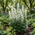 Monkshood White Seeds - Aconitum Napellus Album