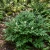 Baneberry Black Seeds - Actaea Spicata