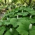 Vanilla Leaf Seeds - Achlys Triphylla
