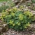 Lady's Mantle Alpine Seeds - Alchemilla Alpina 2