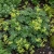 Lady's Mantle Alpine Seeds - Alchemilla Alpina