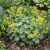 Lady's Mantle Silky Gold Strike Seeds - Alchemilla Sericata