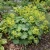 Lady's Mantle Select Robustica Seeds - Alchemilla Mollis