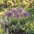 Onion Ornamental Star of Persia Seeds - Allium Christophii