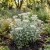 Pearly Everlasting Summer Snow Seeds - Anaphalis Triplinervis