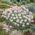 Rock Jasmine Caucasian Seeds - Androsace Albana