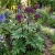 Angelica Korean Seeds - Angelica Gigas