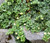 Snapdragon Creeping Seeds - Asarina Procumbens Snapdragon Creeping Seeds - Asarina Procumbens