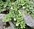 Snapdragon Creeping Seeds - Asarina Procumbens 3 Snapdragon Creeping Seeds - Asarina Procumbens 3