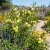 Balloon Plant Seeds - Gomphocarpus Physocarpus