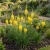 King's Spear Seeds - Asphodeline Lutea