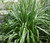 Astelia Shore Seeds - Astelia Banksii 2 Astelia Shore Seeds - Astelia Banksii 2