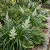 Astelia Shore Seeds - Astelia Banksii p2