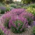 Calamint Large Flowered Elfin Purple Seeds - Calamintha Grandiflora p2